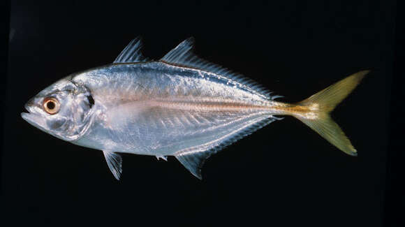 Image of Banded scad