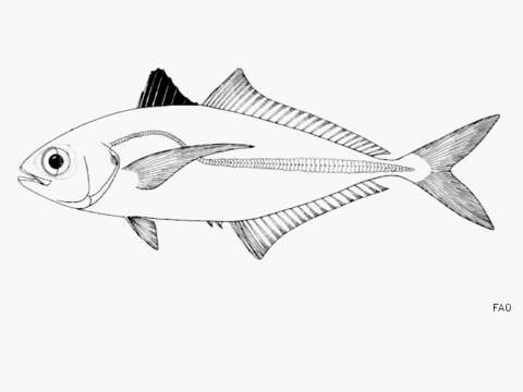 Image of Banded scad