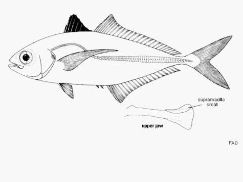 Image of Banded scad