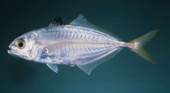Image of Banded scad