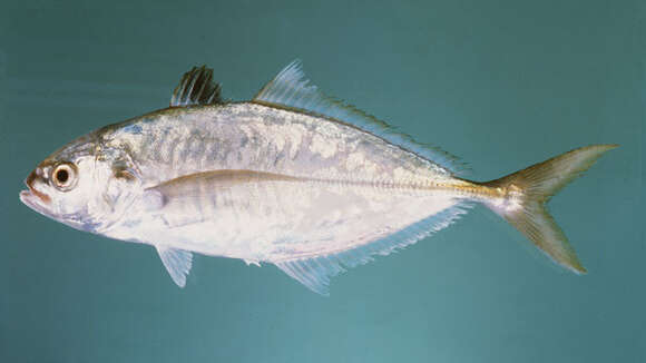 Image of Banded scad