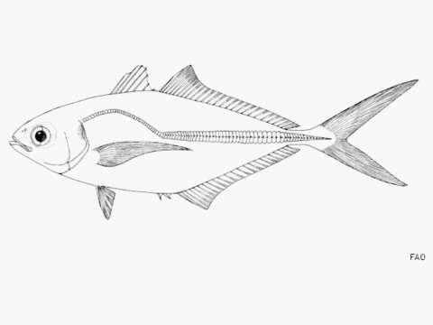 Image of Herring Scad