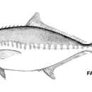 Image of Big-toothed Pompano