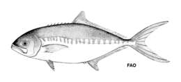 Image of Big-toothed pompano