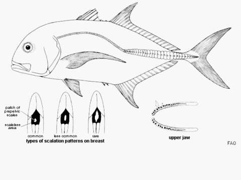 Image of Giant trevally