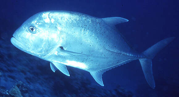 Image of Giant trevally