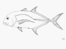 Image of Giant trevally