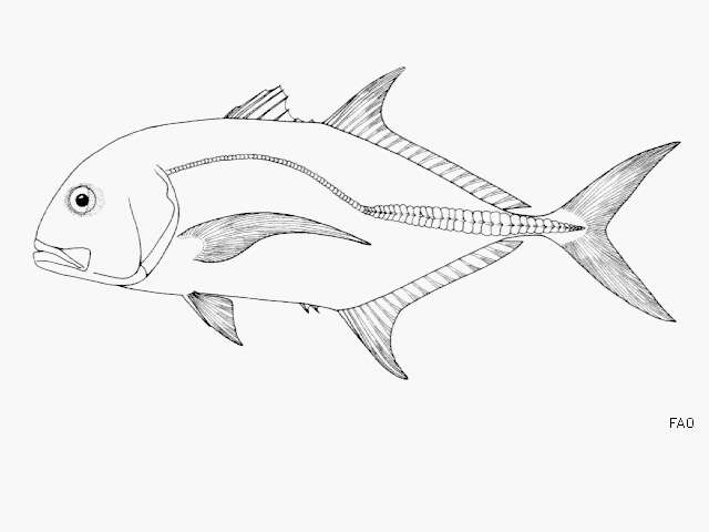 Image of Giant trevally