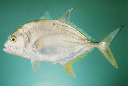 Image of Giant trevally