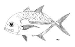 Image of Bluespotted trevally