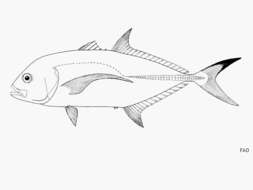 Image of Blacktip trevally