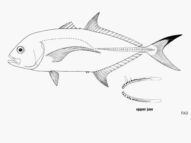 Image of Blacktip trevally