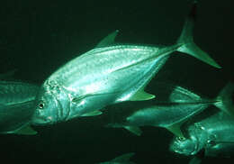 Image of Blacktip trevally