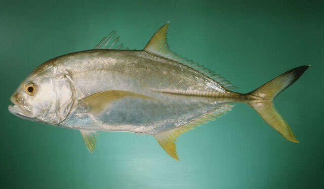 Image of Blacktip trevally