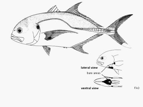 Image of Pacific Crevalle Jack