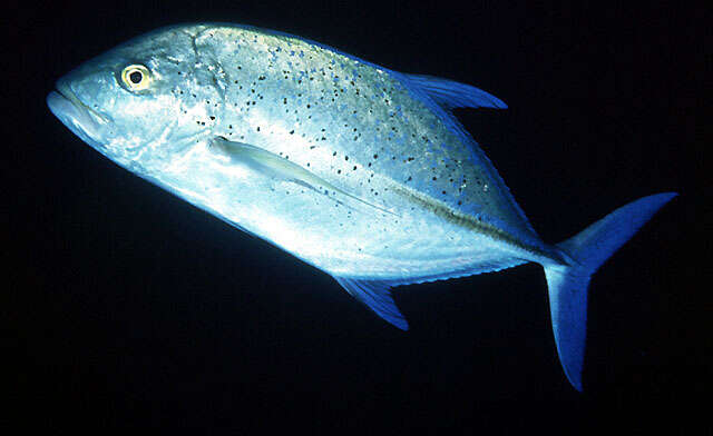 Image of Bluefin trevally