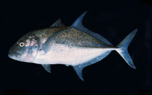 Image of Bluefin trevally