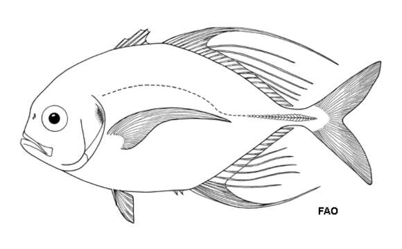 Image of Bumpnose trevally