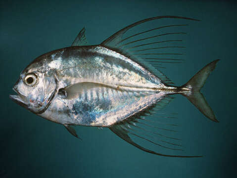 Image of Bumpnose trevally