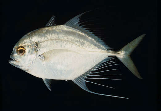 Image of Bumpnose trevally