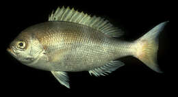 Image of Saddle-back snapper