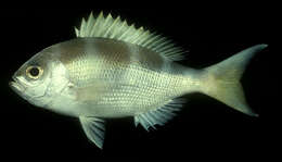 Image of Saddle-back snapper