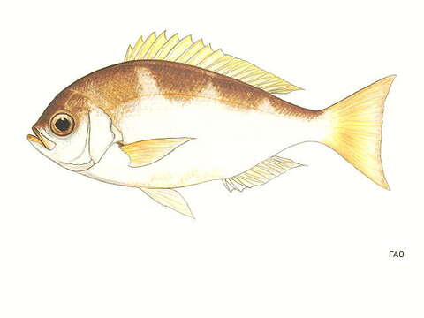 Image of Saddle-back snapper