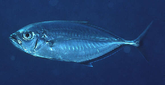 Image of Barcheek trevally