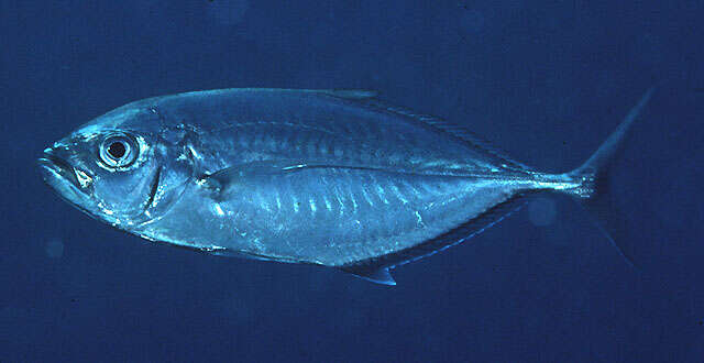 Image of Barcheek trevally