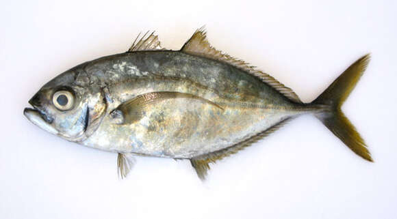 Image of Barcheek trevally