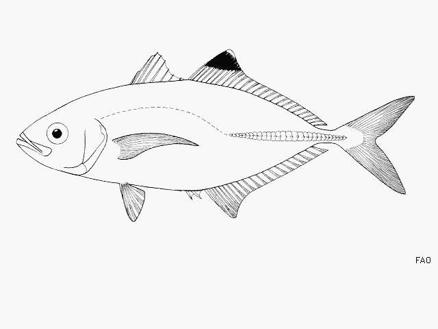 Image of Brownback trevally