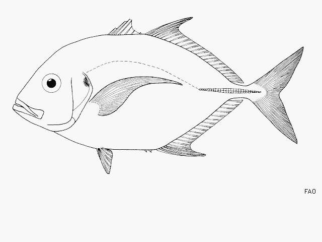 Image of Imposter trevally