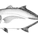 Sivun Carangoides bartholomaei (Cuvier 1833) kuva