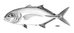 Image of Yellow jack