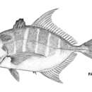 Imagem de Carangoides humerosus (McCulloch 1915)