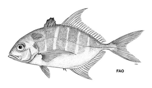 Imagem de Carangoides humerosus (McCulloch 1915)