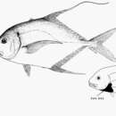 Sivun Carangoides otrynter (Jordan & Gilbert 1883) kuva