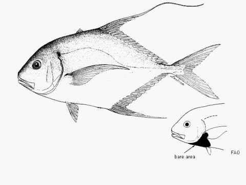 Plancia ëd Carangoides otrynter (Jordan & Gilbert 1883)