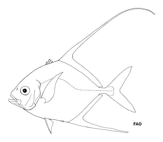 Plancia ëd Carangoides otrynter (Jordan & Gilbert 1883)