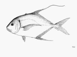 Plancia ëd Carangoides otrynter (Jordan & Gilbert 1883)