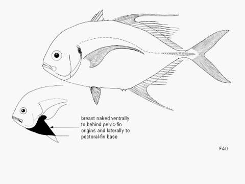 Image of Longfin trevally