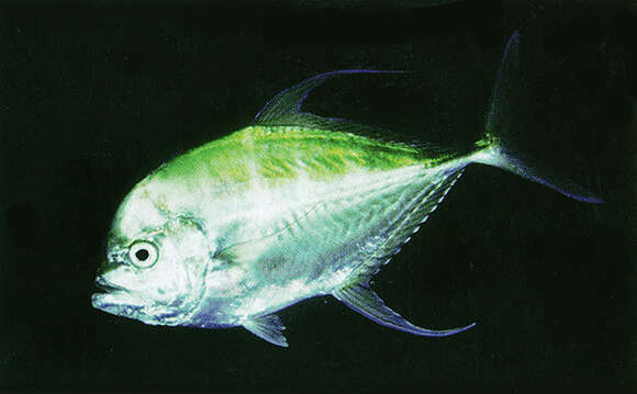 Image of Longfin trevally