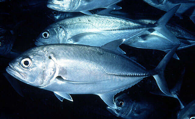 Image of Big-eye trevally