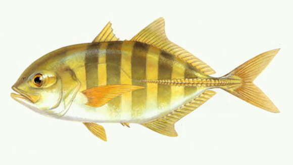 Image of Big-eye trevally