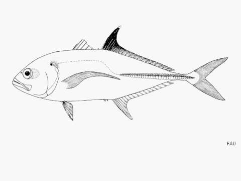 Image of Big-eye trevally