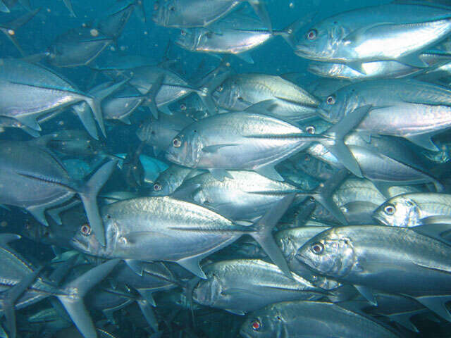 Image of Big-eye trevally