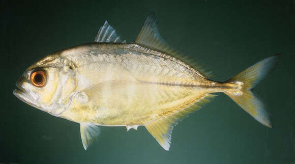 Image of Big-eye trevally