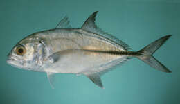 Image of Big-eye trevally