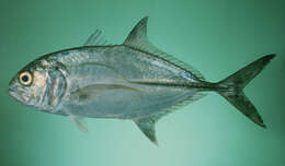 Image of Big-eye trevally