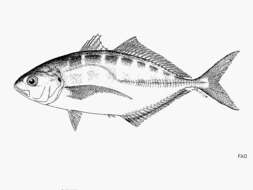 Image of Barred Jack